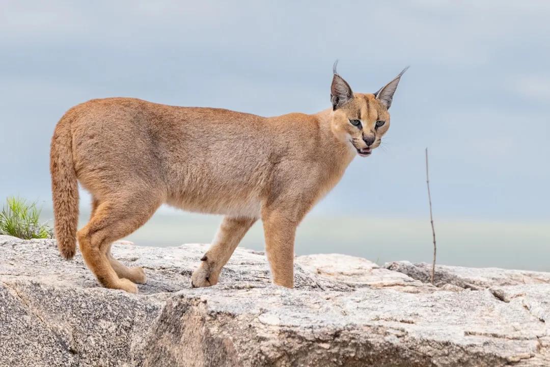 Caracal